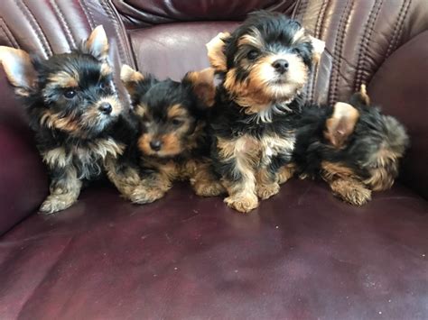 Mini Yorkshire Terriër pups te koop .